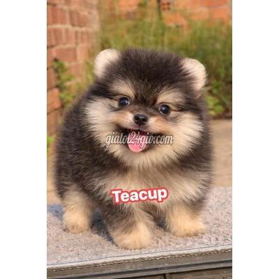 vật nuôi thú cưng - bình chánh - hồ chí minh | Chó Pomeranian ...