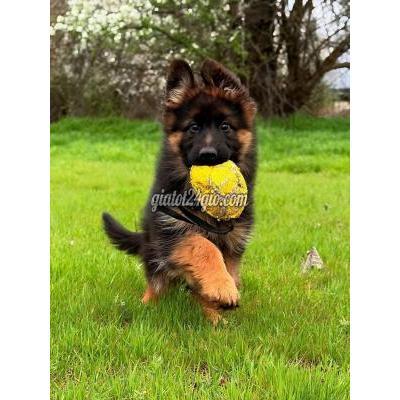 vật nuôi thú cưng - bình chánh - hồ chí minh | chó ...