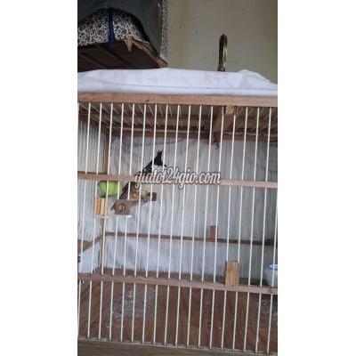 Chim ( Vật nuôi ) - bình thạnh - hồ chí minh | Chim chào mào đang thay ...