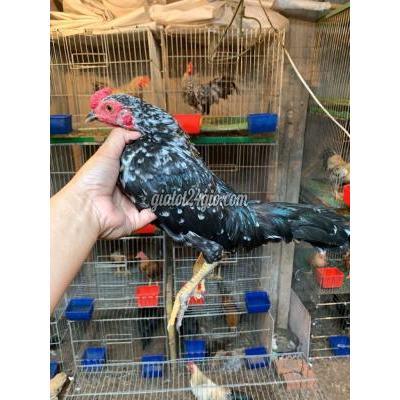 Gà ( Vật nuôi ) - bình chánh - hồ chí minh | Gà tre bắc ô ...