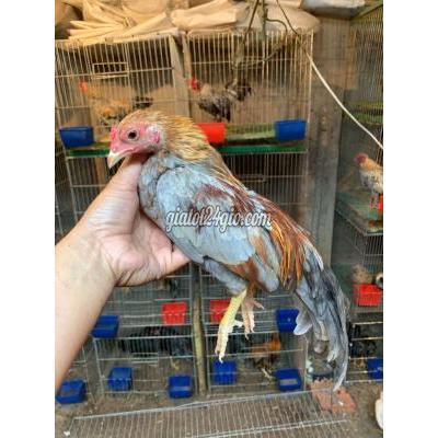 Gà ( Vật nuôi ) - bình chánh - hồ chí minh | Gà tre Bắc trống Xám ...