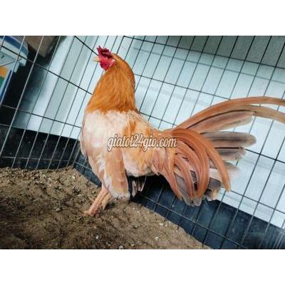 Gà ( Vật nuôi ) - củ chi - hồ chí minh | Gà trống khét sữa ...