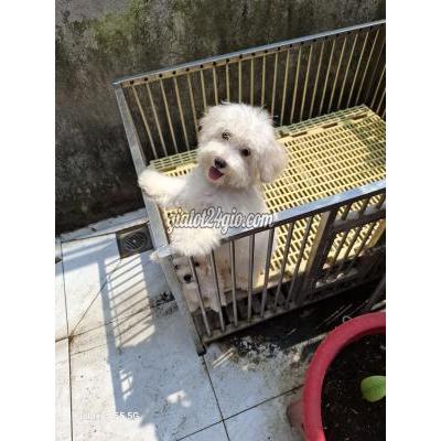 vật nuôi thú cưng - quận 7 - hồ chí minh | Bichon gái size ...