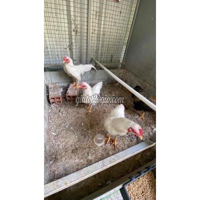 Gà ( Vật nuôi ) - hòa thành - tây ninh | Gà tre bắc nhạn trống 6 tháng ...