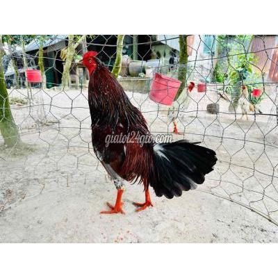 vật nuôi thú cưng - cao lãnh - đồng tháp | Xám bông 2kg9 hàng tốc ...