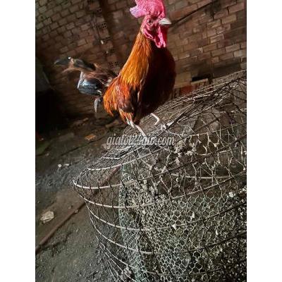 gà vật nuôi thú cưng - biên hòa - đồng nai | Gà Supper mini nhỏ ...