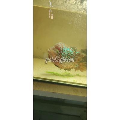 vật nuôi thú cưng - dĩ an - bình dương | Cá La ...