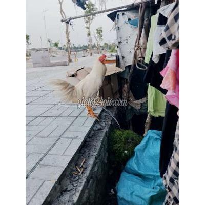 vật nuôi thú cưng - bình tân - hồ chí minh | Gà Trắng ...