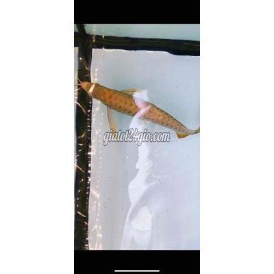 vật nuôi thú cưng - tân bình - hồ chí minh | Cá cảnh HB Sumo Trỗ Belly ...