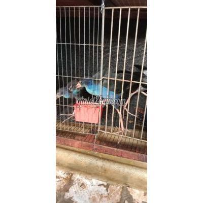Chim ( Vật nuôi ) - thủ đức - hồ chí minh | Chim Trích cồ xanh đen 2 mái 1 ...