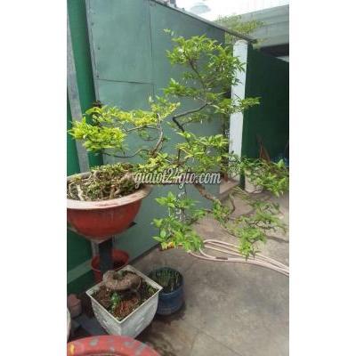 cây cảnh - thủ đức - hồ chí minh | Cây cảnh Mai Chấn Thủy ...