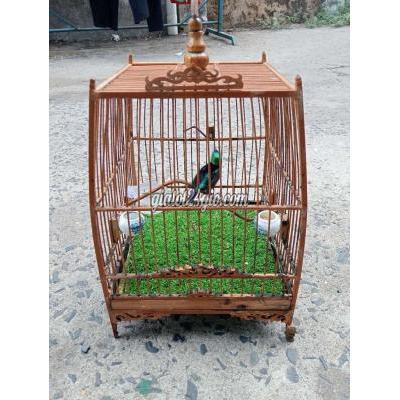 Chim ( Vật nuôi ) - thủ đức - hồ chí minh | chim hút mật 7m , 3 ...