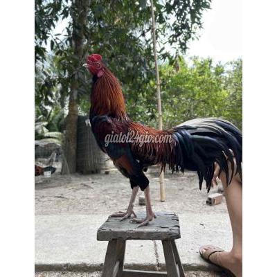 vật nuôi thú cưng - trà ôn - vĩnh long | Gà chọi tơ ...