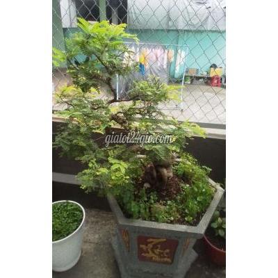 cây cảnh - thủ đức - hồ chí minh | Me bonsai Đã thành ...