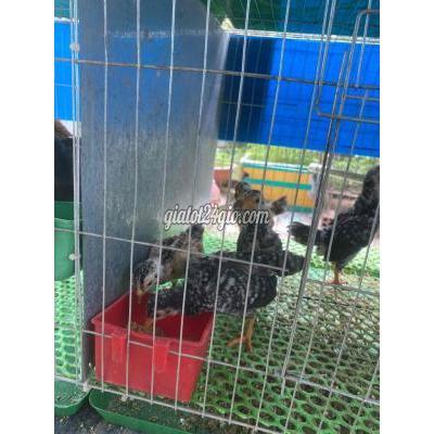 Gà ( Vật nuôi ) - phong điền - cần thơ | gà tre ...
