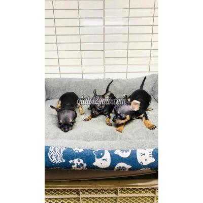 vật nuôi thú cưng - quận 8 - hồ chí minh | Chó Chihuahua đen vàng 2 ...
