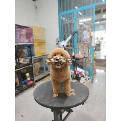 vật nuôi thú cưng - quận 8 - hồ chí minh | Poodle cái size toytìm nhà ...