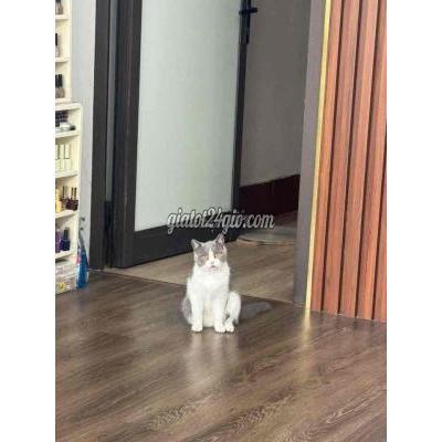 Mèo ( Vật nuôi ) - hoài đức - hà nội | Mèo tai cụp 8 tháng Trắng ...