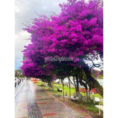 tuyển dụng - tân bình - hồ chí minh | Tuyển Môi Giới Thổ Cư TPHCM, 10-30 ...