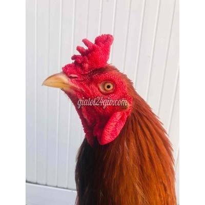 vật nuôi thú cưng - bình thủy - cần thơ | khét vàng 3kg tay tốt lông mới chân có đồ ...