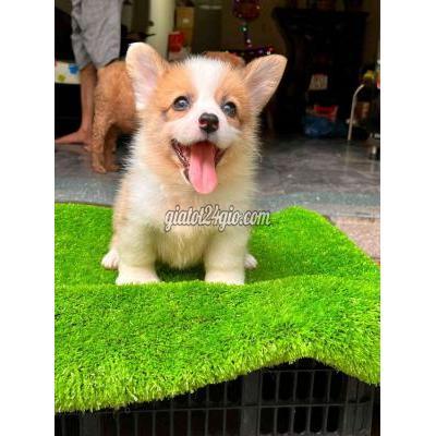 vật nuôi thú cưng - quận 5 - hồ chí minh | Chó corgi ...