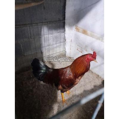 vật nuôi thú cưng - củ chi - hồ chí minh | Gà chọi Đực Nâu ...