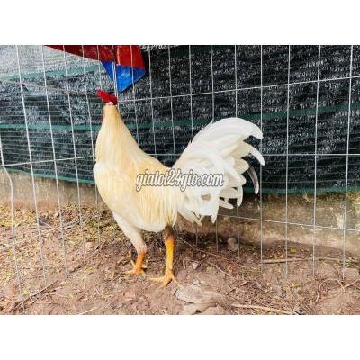 vật nuôi thú cưng - thủ đức - hồ chí minh | Nòi 3kg1 ĐÁ ...