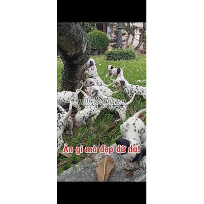 vật nuôi thú cưng - củ chi - hồ chí minh | Nơi uy tín Đốm thuần chủng Dalmatian Trắng đốm ...