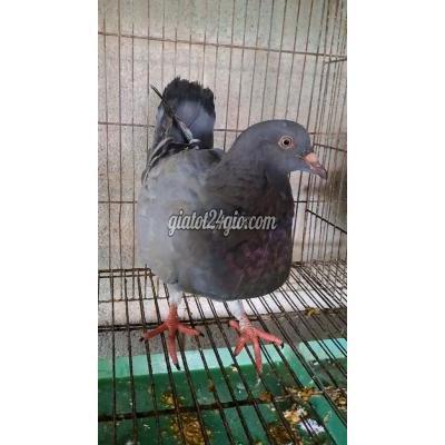 Chim ( Vật nuôi ) - củ chi - hồ chí minh | Chim bồ câu Bồ câu gà Mỹ To ...