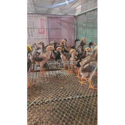 gà vật nuôi thú cưng - thuận an - bình dương | Gà Đòn Rặc Tại HCM đủ vắc ...