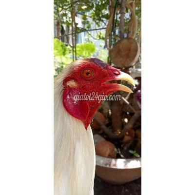 Gà ( Vật nuôi ) - bình tân - hồ chí minh | Bướm CB ...
