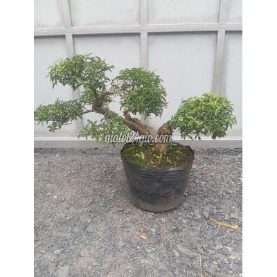 cây cảnh - củ chi - hồ chí minh | Cây cảnh Mai Chiếu Thủy bonsai lá ...
