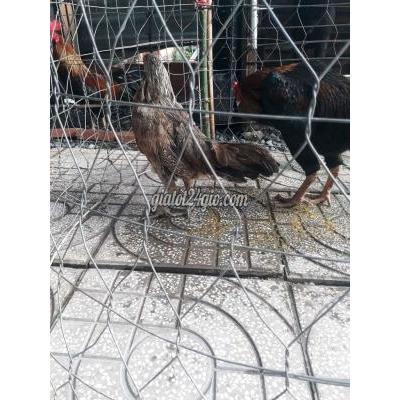 vật nuôi thú cưng - bình chánh - hồ chí minh | Gà mái nâu ...