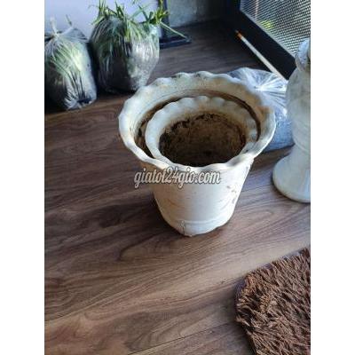cây cảnh - hải châu - đà nẵng | bán dụng cụ trồng ...
