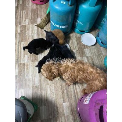 vật nuôi thú cưng - hoàng mai - hà nội | Chó Poodle lai nhỏ Đen, Nâu thân ...