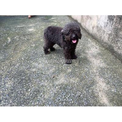 vật nuôi thú cưng - gò vấp - hồ chí minh | Chó Poodle Cái Trên 1 tuổi màu ...