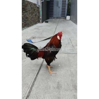 Gà ( Vật nuôi ) - tân bình - hồ chí minh | Gà trống điều 1.3kg 10 tháng méo ...
