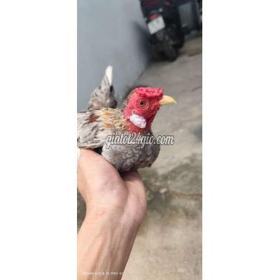 Gà ( Vật nuôi ) - bình chánh - hồ chí minh | Gà cảnh trống Xám bùn 4 lạng 3 có tuổi thay ...