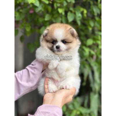 vật nuôi thú cưng - quận 6 - hồ chí minh | Chó Phốc Sóc nhiều màu cả ...