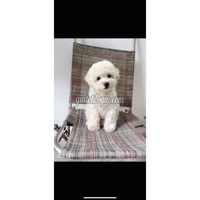 vật nuôi thú cưng - gò vấp - hồ chí minh | chó POODLE TYNI thuần chủng chân lùn nha nuôi ...