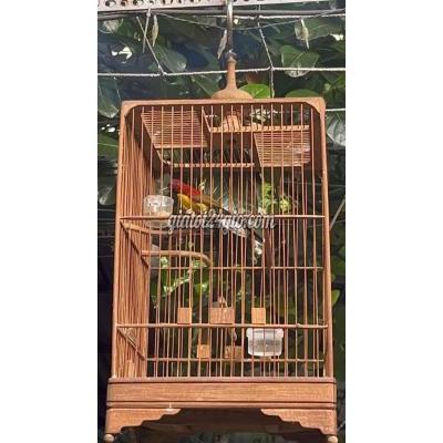 Chim ( Vật nuôi ) - gò vấp - hồ chí minh | Chim hút mật Đà Lạt - ...
