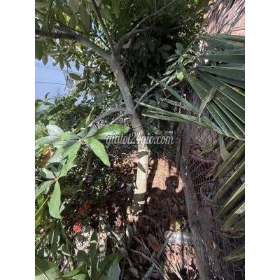 cây cảnh - châu thành - bến tre | Cây cảnh Kim ngân hoành 43cm khoẻ, đang ra ...