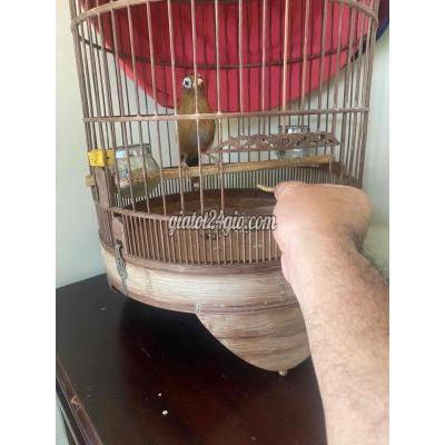 Chim ( Vật nuôi ) - long khánh - đồng nai | bộ chim nâu chuyền 3 mùa giọng hay ktl ...