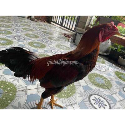 vật nuôi thú cưng - châu thành - đồng tháp | Gà điều ...