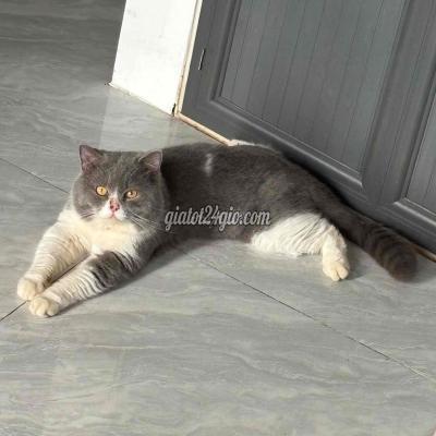 Mèo ( Vật nuôi ) - quận 8 - hồ chí minh | ĐỰC TRƯỞNG THÀNH PHỐI ...