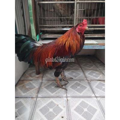 vật nuôi thú cưng - quận 1 - hồ chí minh | mới chồng độ thua hôm qua ...