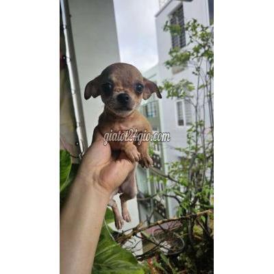 vật nuôi thú cưng - phú nhuận - hồ chí minh | Chó ...