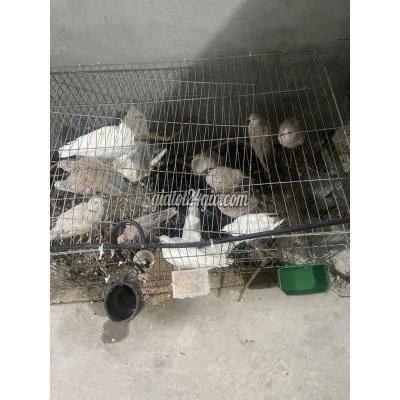 Chim ( Vật nuôi ) - hưng yên - hưng yên | Bồ câu Trắng Nâu Khỏe mạnh Thú ...