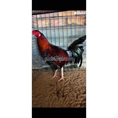 vật nuôi thú cưng - biên hòa - đồng nai | Gà chọi Thái Mỹ 2.2kg - 2.7kg Đỏ, ...