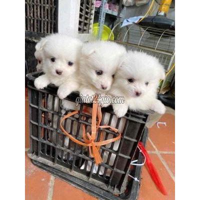 vật nuôi thú cưng - bắc từ liêm - hà nội | Chó Phốc Sóc nhật ...